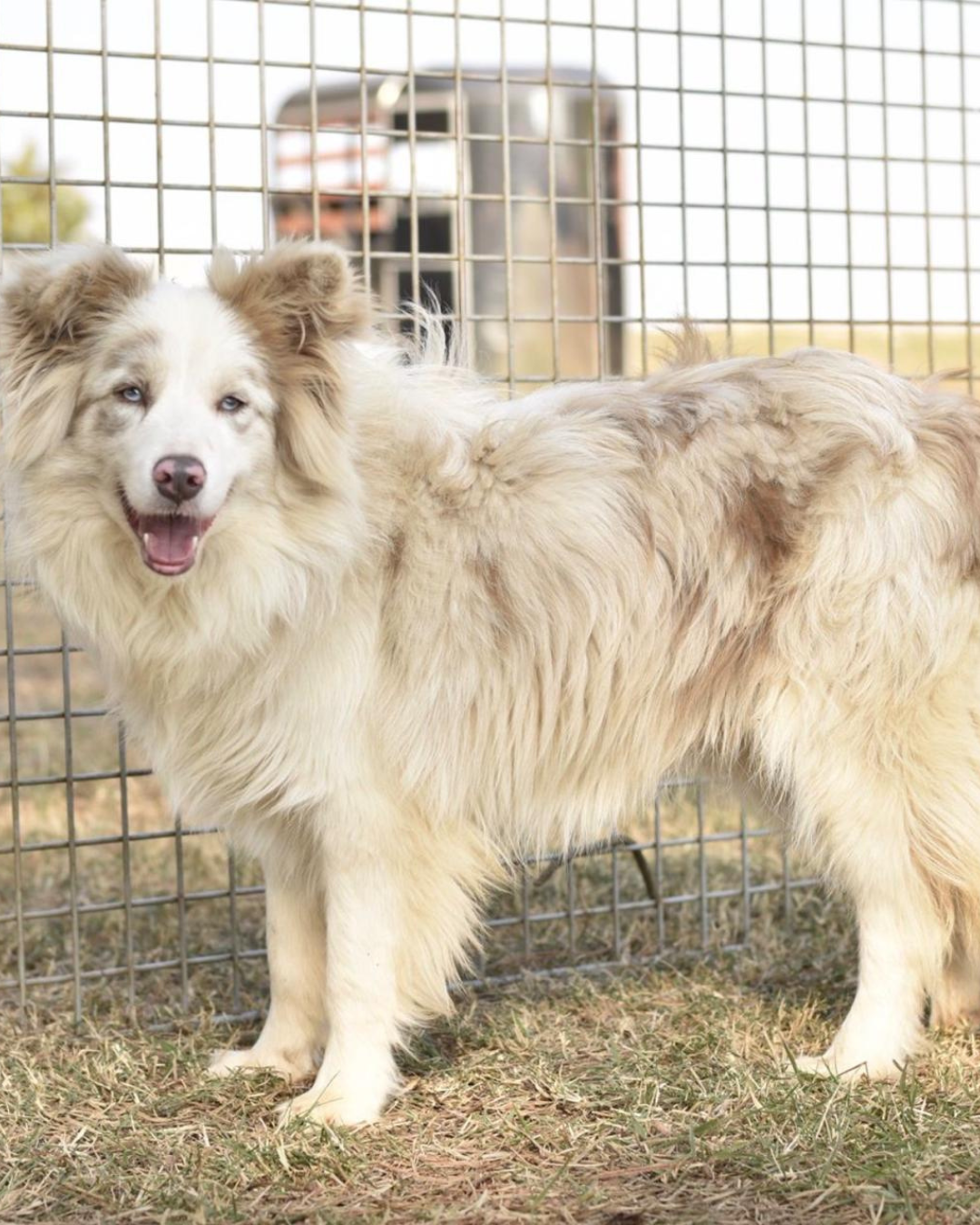 Linhagem Campeã Border Collie