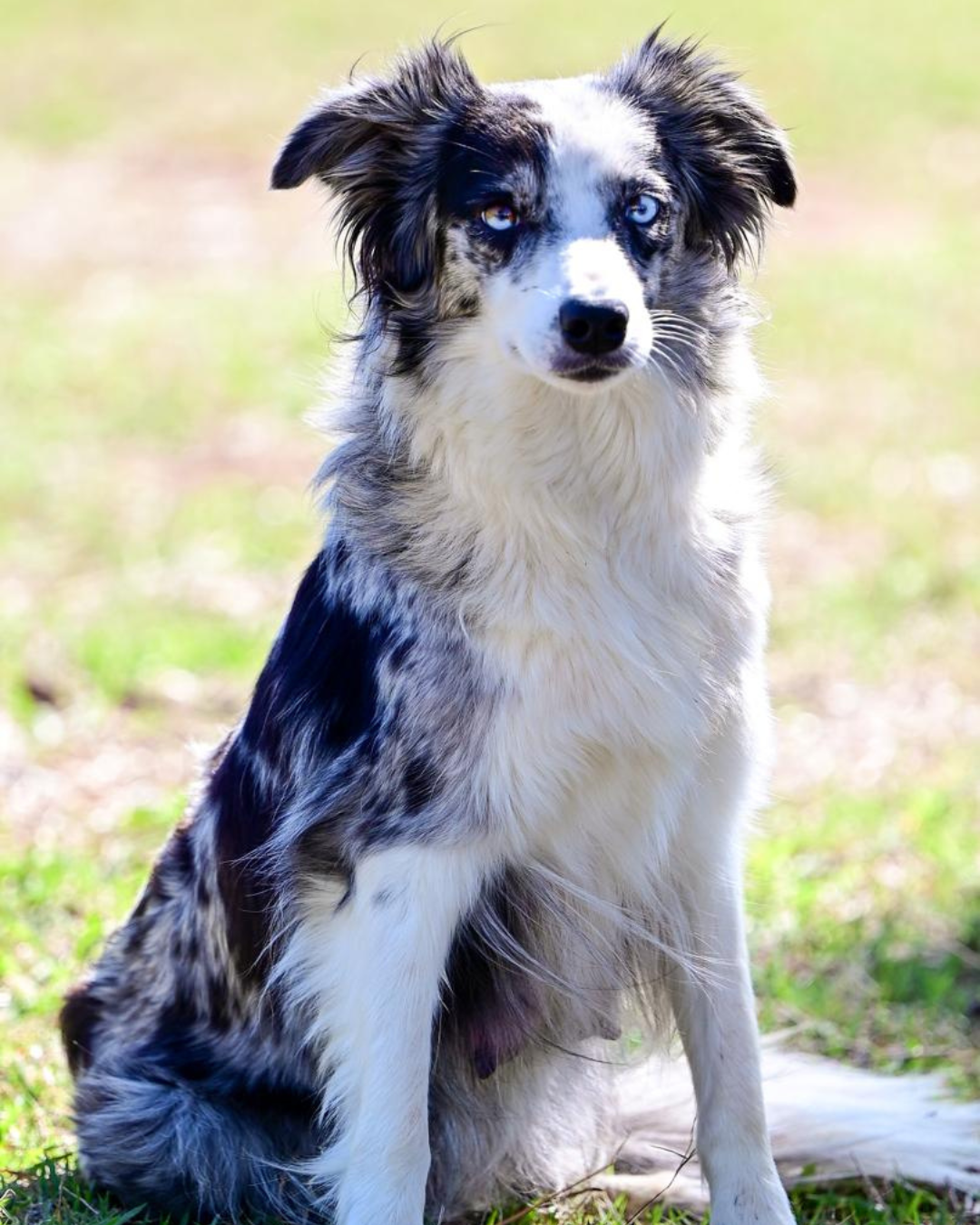 Reprodutor Border Collie