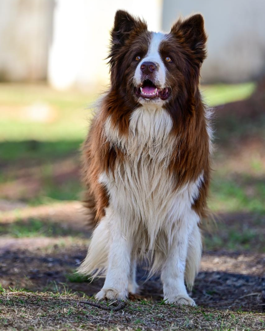 Matriz Border Collie Wardogs